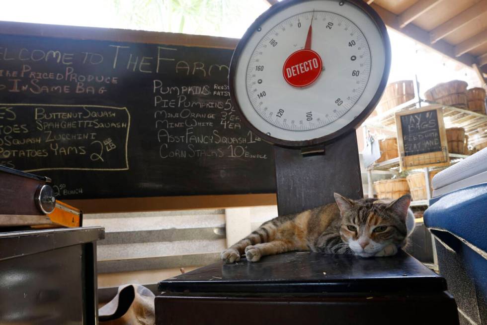 Coco, a rescue cat, rests on a scale at The Las Vegas Farm in Las Vegas, Saturday, May 28, 2022 ...