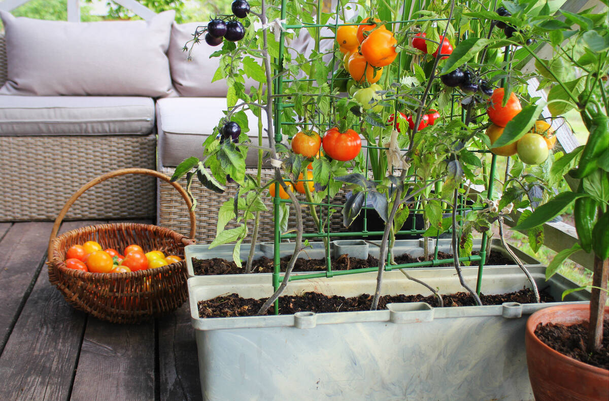 Container gardens work best for a small apartment balcony or patio. (Getty Images)