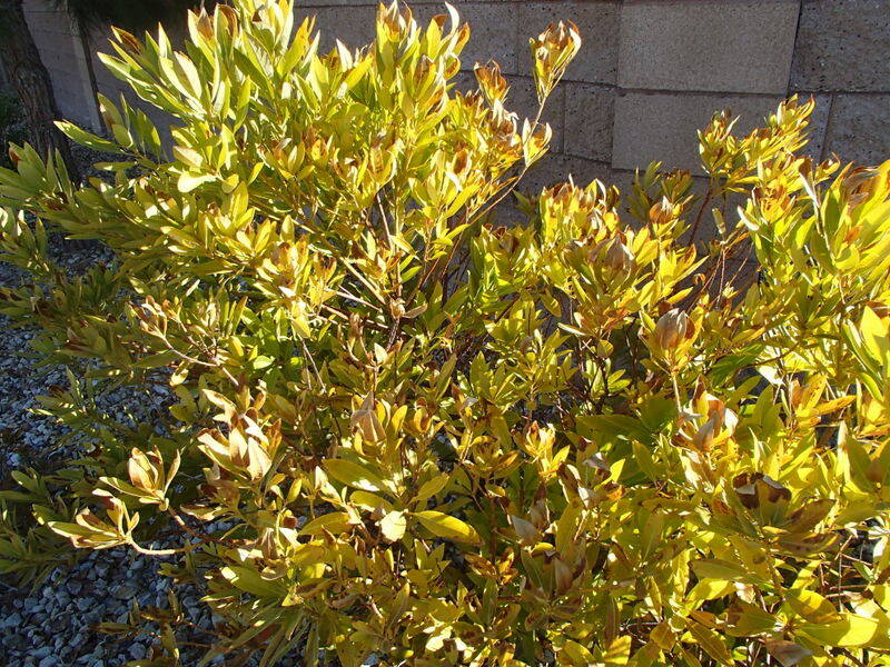 This Carolina cherry laurel has yellow leaves. Soil applications of iron fertilizer would corre ...