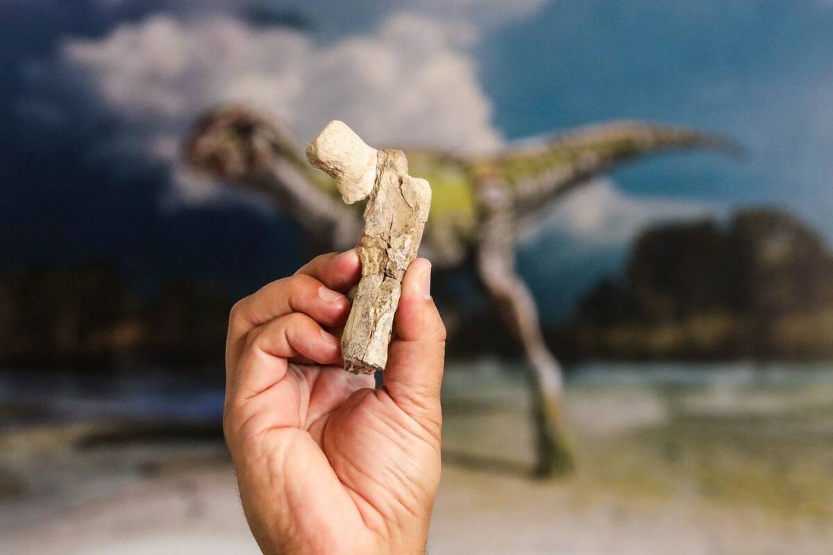 Paleontologist Joshua Bonde holds a bone fragment of Nevadadromeus schmitti in front of an arti ...