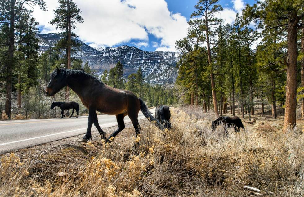 In this March 29, 2022, file photo, wild horses cross the road as they forage for grasses in Ky ...