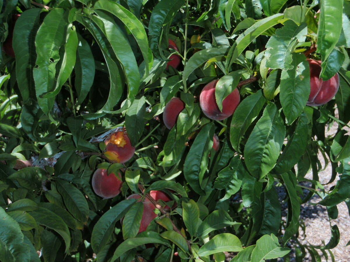 Earlitreat peaches flower around Feb. 1 and is ready to harvest in May. (Bob Morris)