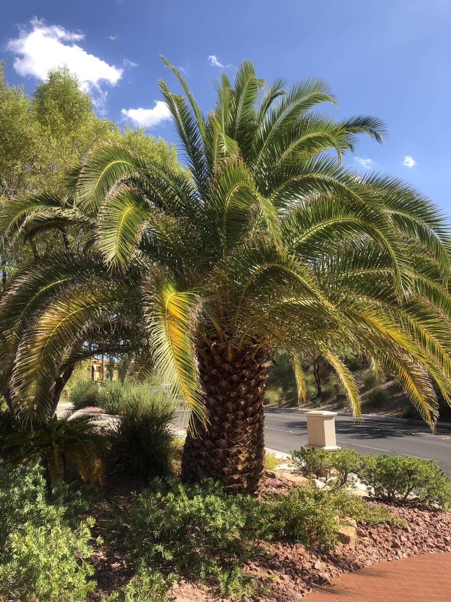 This Canary Island date palm has yellowing fronds, perhaps because of the wrong right kind of f ...
