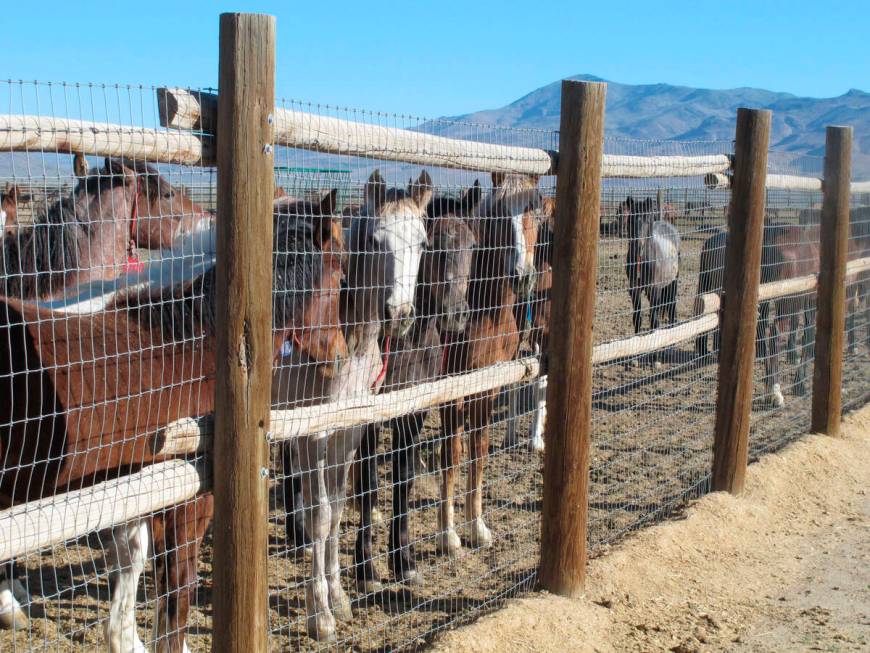 Horses stand behind a fence at the BLM Palomino Valley holding facility on June 5, 2013, in Pal ...
