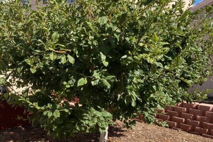 A 6-year-old Flavor Supreme pluot tree grows in Las Vegas. (Bob Morris)