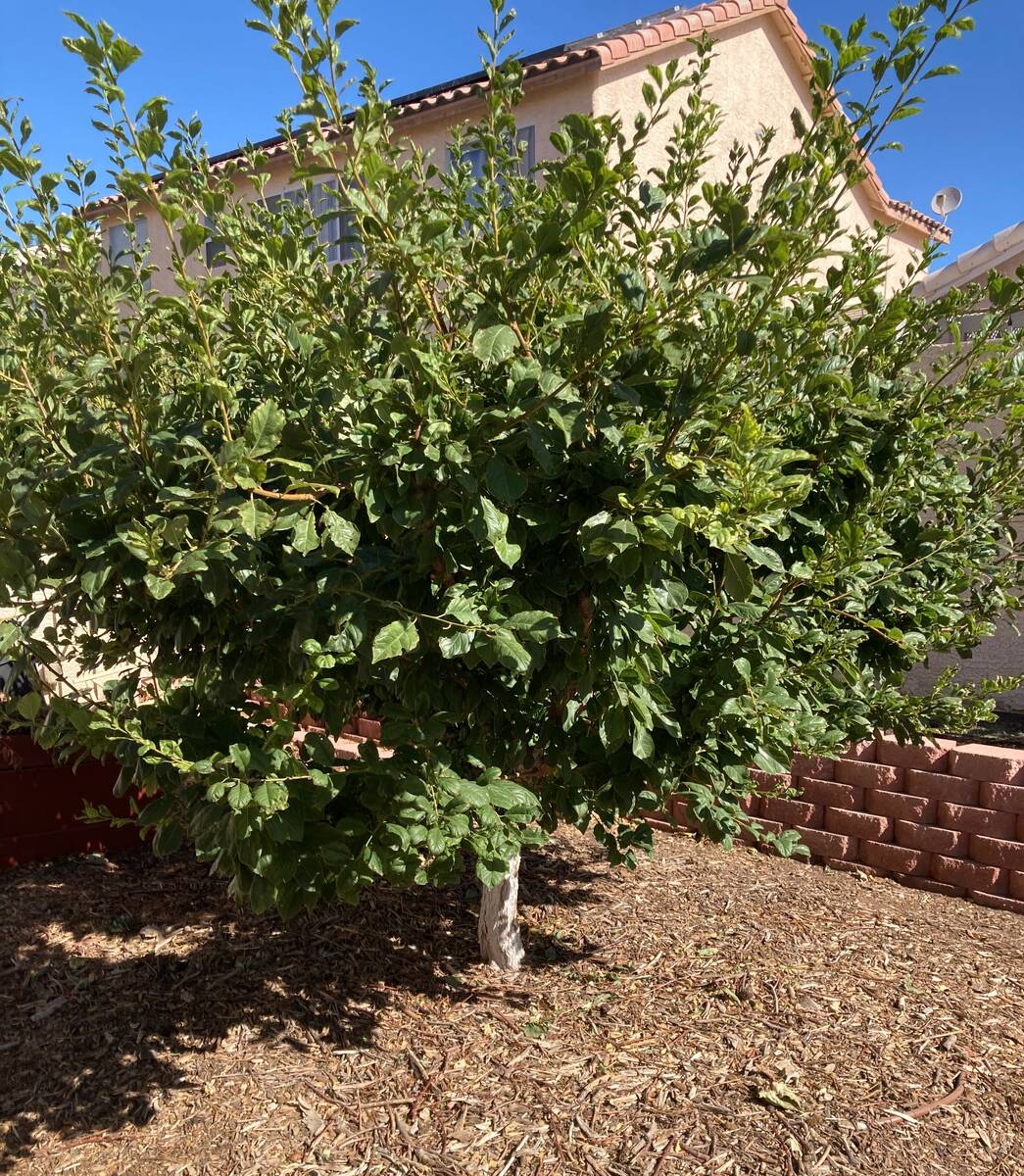 A 6-year-old Flavor Supreme pluot tree grows in Las Vegas. (Bob Morris)