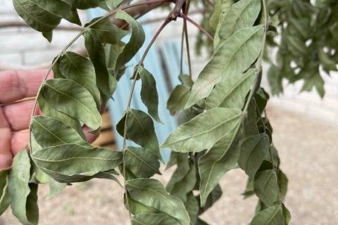 The leaves of this Chinese pistache tree have been shocked. Strong winds are particularly damag ...