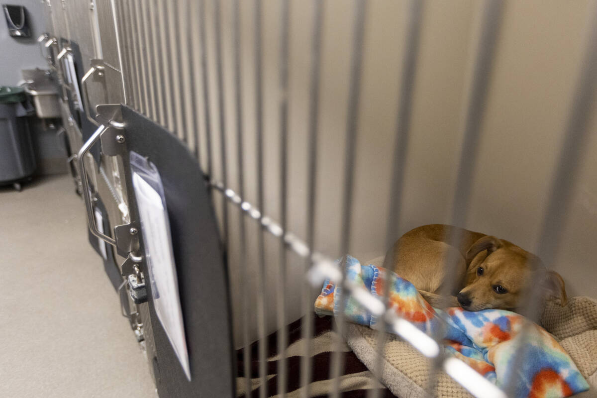 A lost dog waits to be reuniting with its owners at the The Animal Foundation in Las Vegas, Tue ...