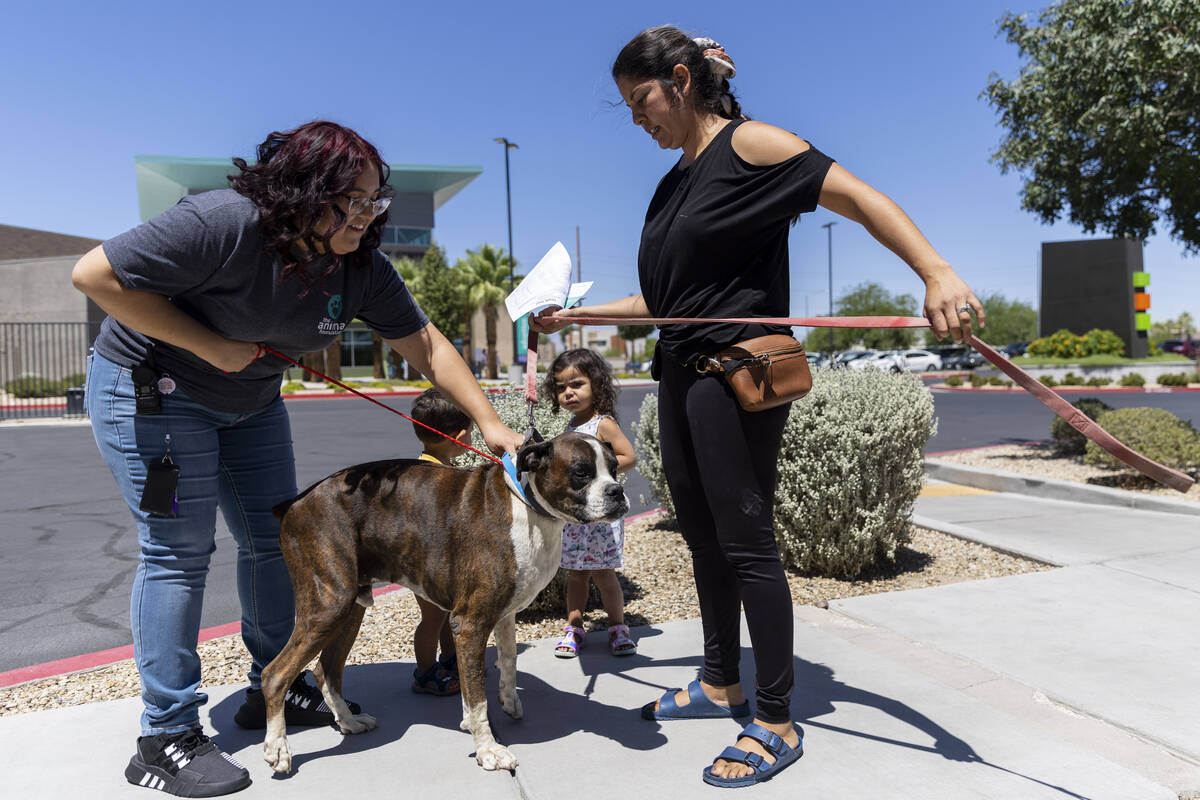 Admission specialist Belen Luna, left, reunites a dog named Kimbo with her owner Erika Paola Ru ...