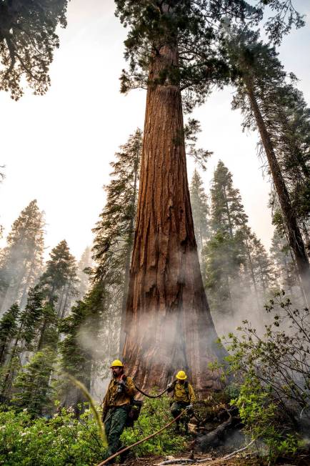 Firefighters protect a sequoia tree as the Washburn Fire burns in Mariposa Grove in Yosemite Na ...