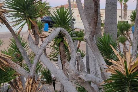 A yucca is in a home landscape in Sonora, Mexico, close to the Sea of Cortez. (Bob Morris)