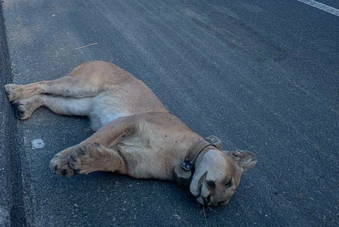 The mountain lion dubbed P-89 is seen after being fatally struck by a vehicle on a highway near ...