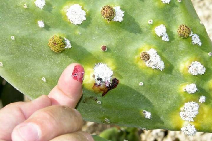 This purple stain is from cochineal scale on beavertail (bunny ears). (Bob Morris)