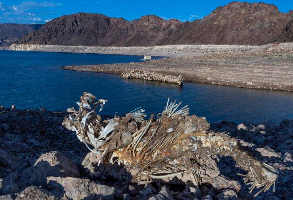 A WWII-era landing craft used to transport troops or tanks, along with a fish skeleton nearby, ...