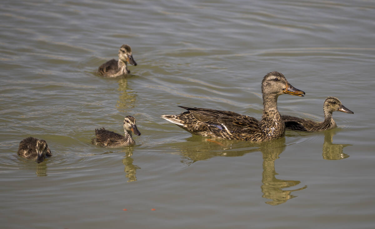 A family of ducks living in the near-empty ponds about the long-idled Silverstone Golf Club on ...