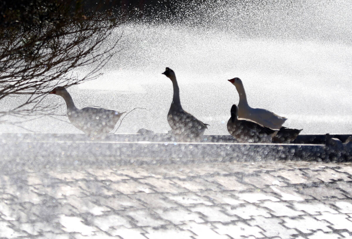 Geese walk along the pond at Sunset Park during a sunny morning on Wednesday, March 4, 2020, in ...