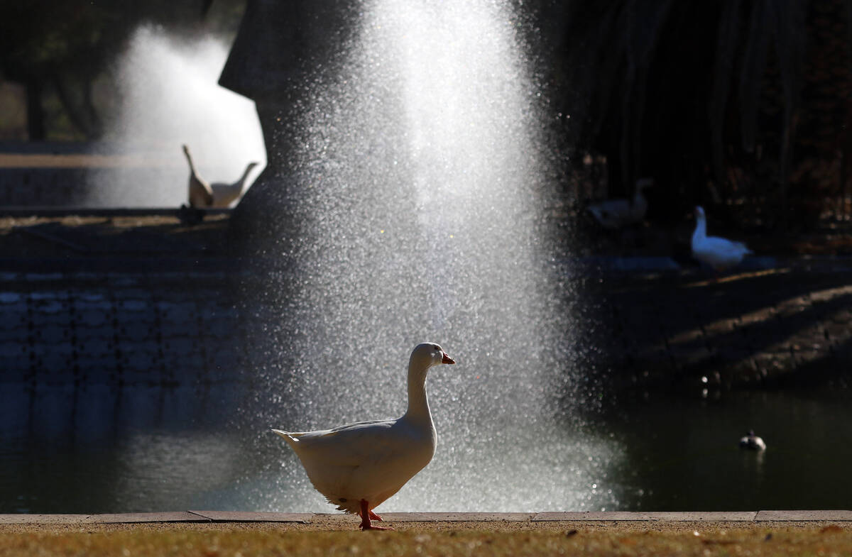A goose walks along the pond at Sunset Park during a sunny morning on Wednesday, March 4, 2020, ...
