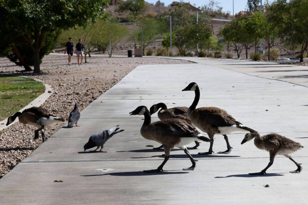 Geese walk against wind at Cornerstone Park, Friday, June 17, 2022, in Henderson. (Chitose Suzu ...