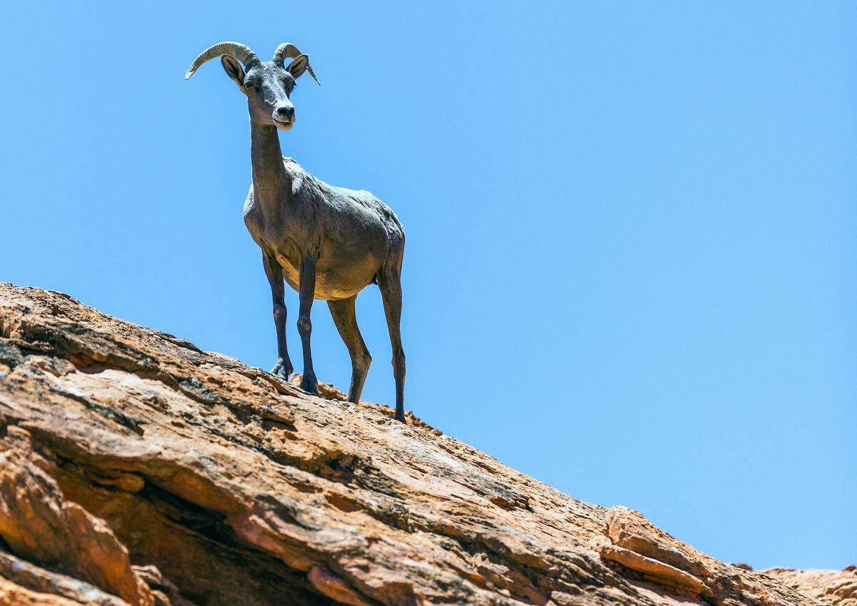 A Bighorn Sheep stands atop a ridge in the Valley of Fire State Park on Tuesday, June 28, 2022, ...