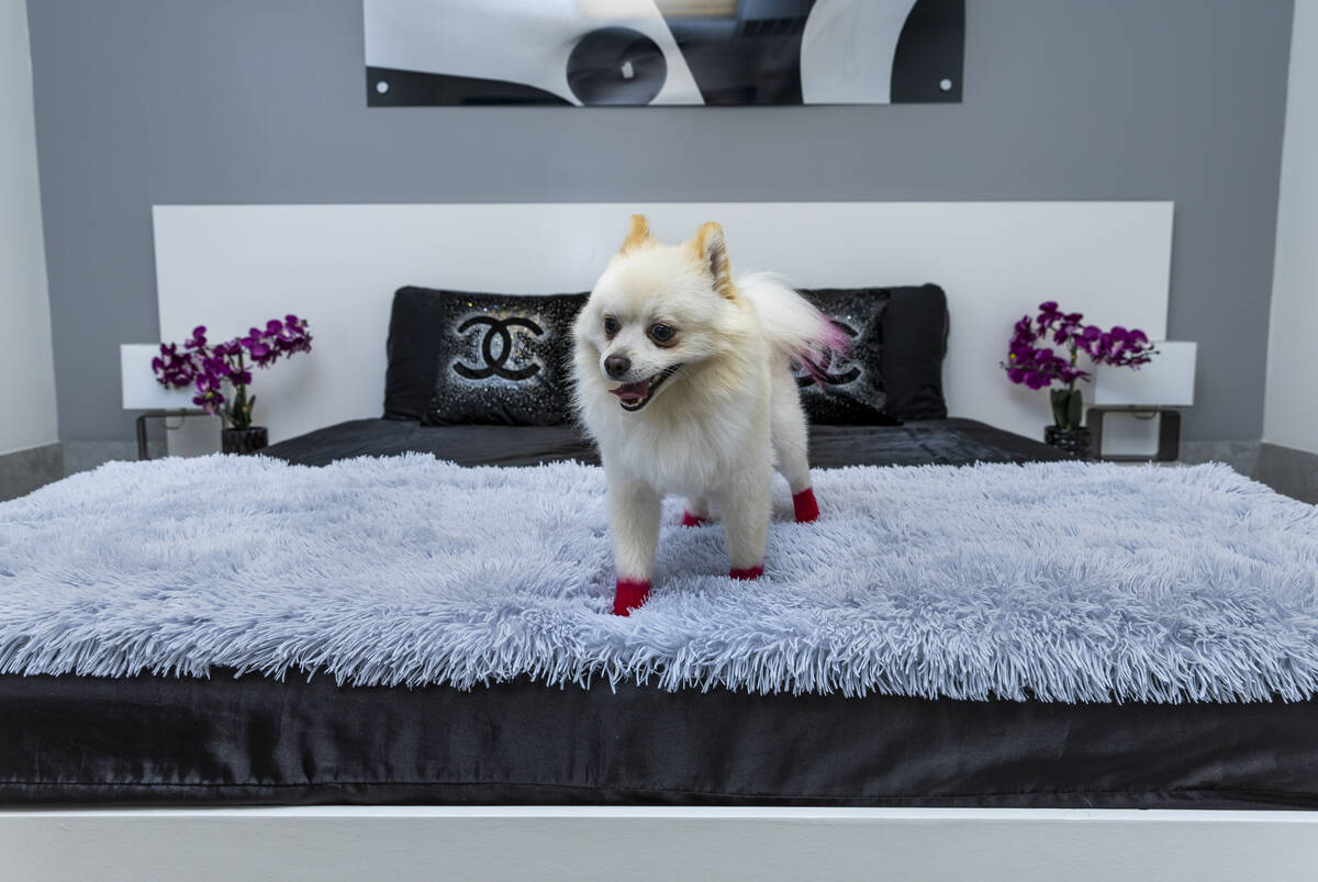 Nico relaxes in the Chanel boarding room at the Luxe Pet Hotels on Friday, Aug. 5, 2022, in Las ...