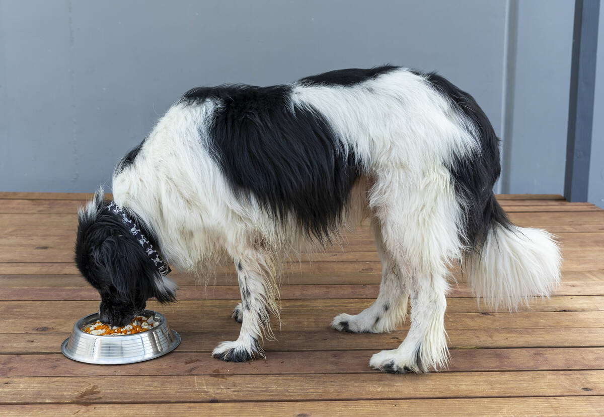Bo eats a gourmet meal at the Luxe Pet Hotels on Friday, Aug. 5, 2022, in Las Vegas. (L.E. Bask ...