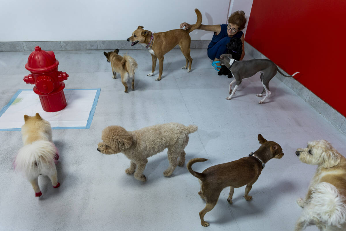 Mary Prunes interacts with the dogs within the indoor play area at the Luxe Pet Hotels on Frida ...