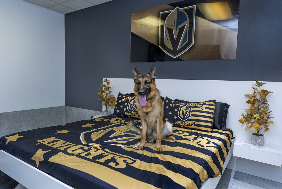 Hopper enjoys the Golden Knights boarding room at the Luxe Pet Hotels on Friday, Aug. 5, 2022, ...
