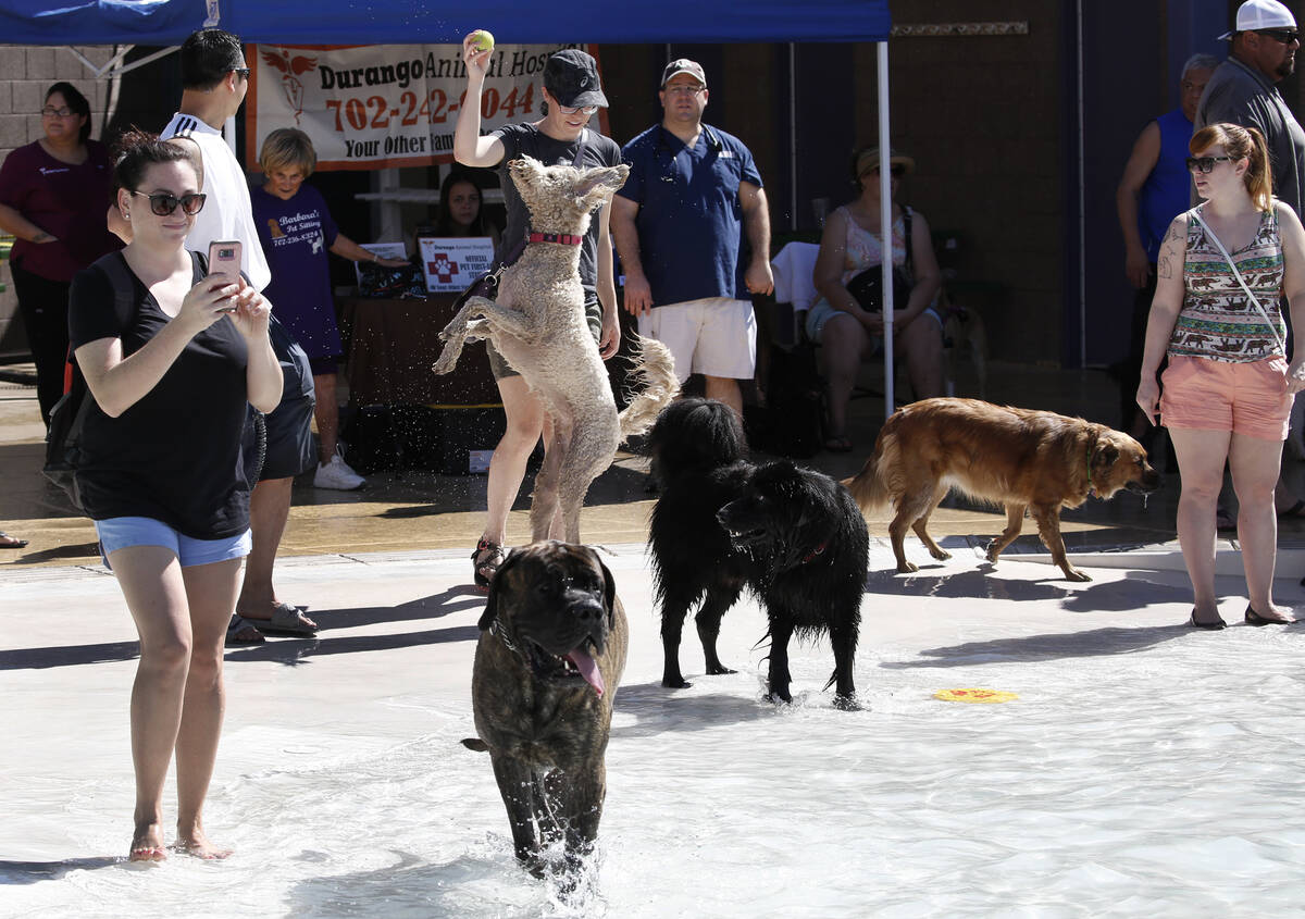 Dogs enjoy the annual “Dog Daze of Summer” event at Desert Breeze Aquatics Facili ...