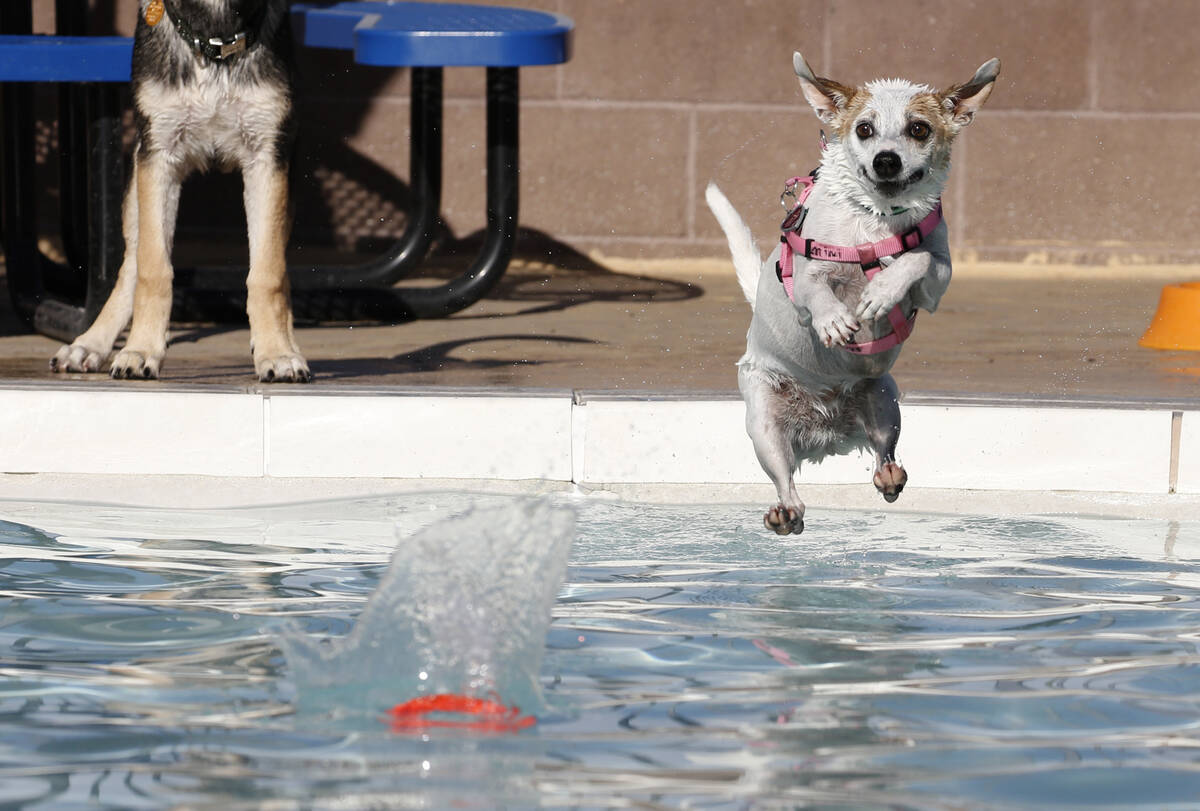 Mini jumps into the water to recover her frisbee during the annual “Dog Daze of Summer&# ...