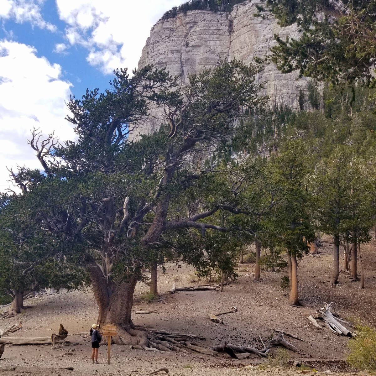 A hiker admires Raintree, which is estimated to be 3,000 years old, along Mount Charleston&#x20 ...