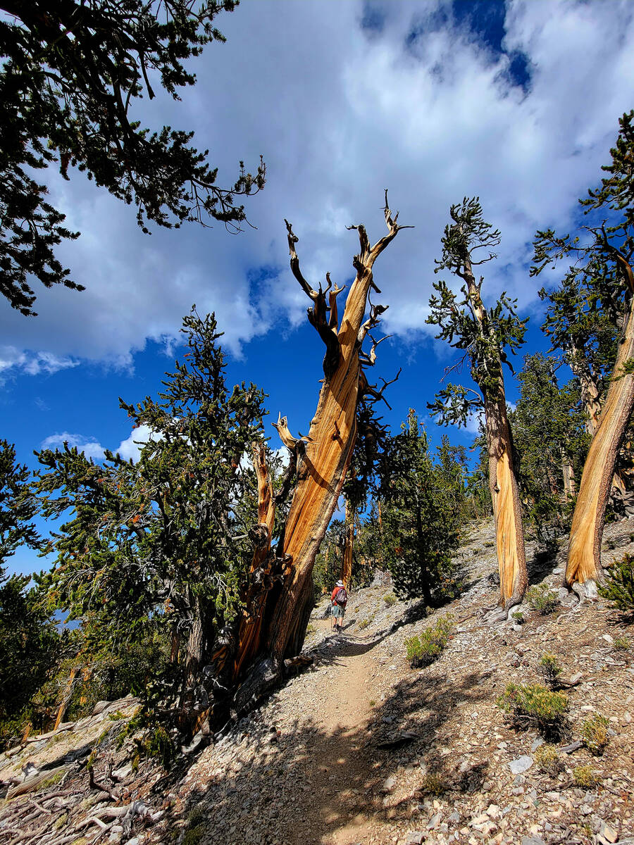 Stately and strange, these Great Basin bristlecone pines survive near the Bristlecone Trail's j ...