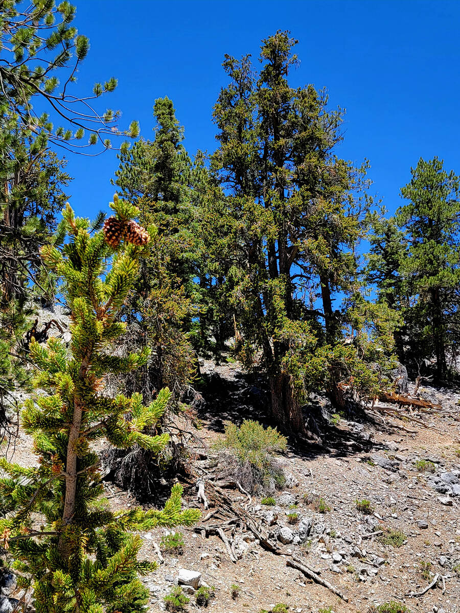 For the most part, bristlecones growing below 9,000 feet along the Bristlecone Trail blend into ...