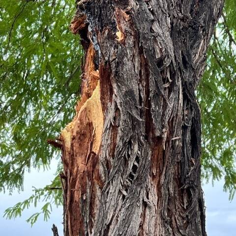 Tree wounds, regardless of their size, are better off left alone and not treated with anything ...