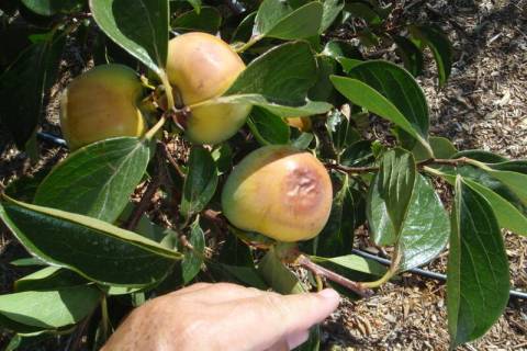 This Giant Fuyu persimmon fruit has damage due to sun exposure. (Bob Morris)