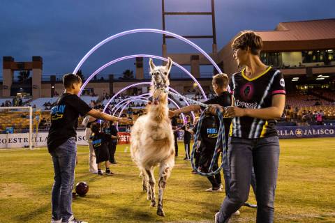 Dollie-Llama the Llama enters the field prior to the start of season opening match between the ...