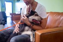 File - Gia Kubik with Green Thumb Industries and Dog Walkers plays with Bailey, a four-month ol ...