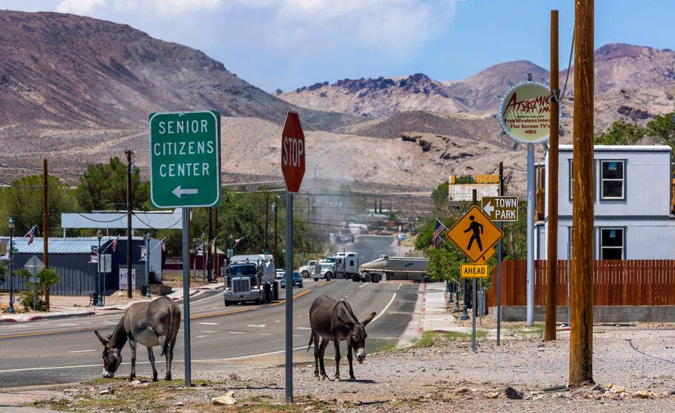 Burros graze nearby as traffic moves along South Second Street on Tuesday, August 2, 2022, in B ...
