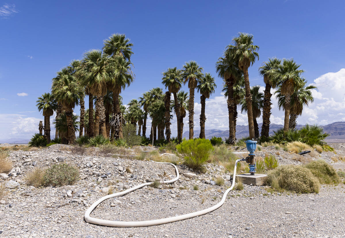 Palm trees are seen at a proposed Coyote Springs development near Coyote Springs Golf Club at t ...
