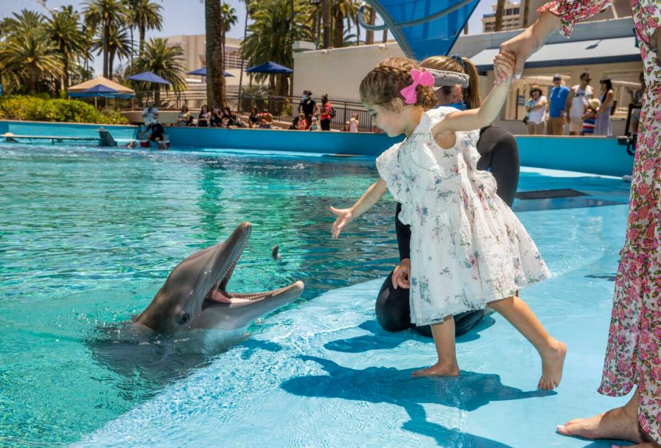 Sophie Santos, 3, feeds Maverick with instructions from Dolphin Care Specialist Jen Schwab, beh ...