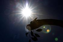 FILE - The afternoon sun light rays pierce through a metal dinosaur sculpture outside of Artist ...