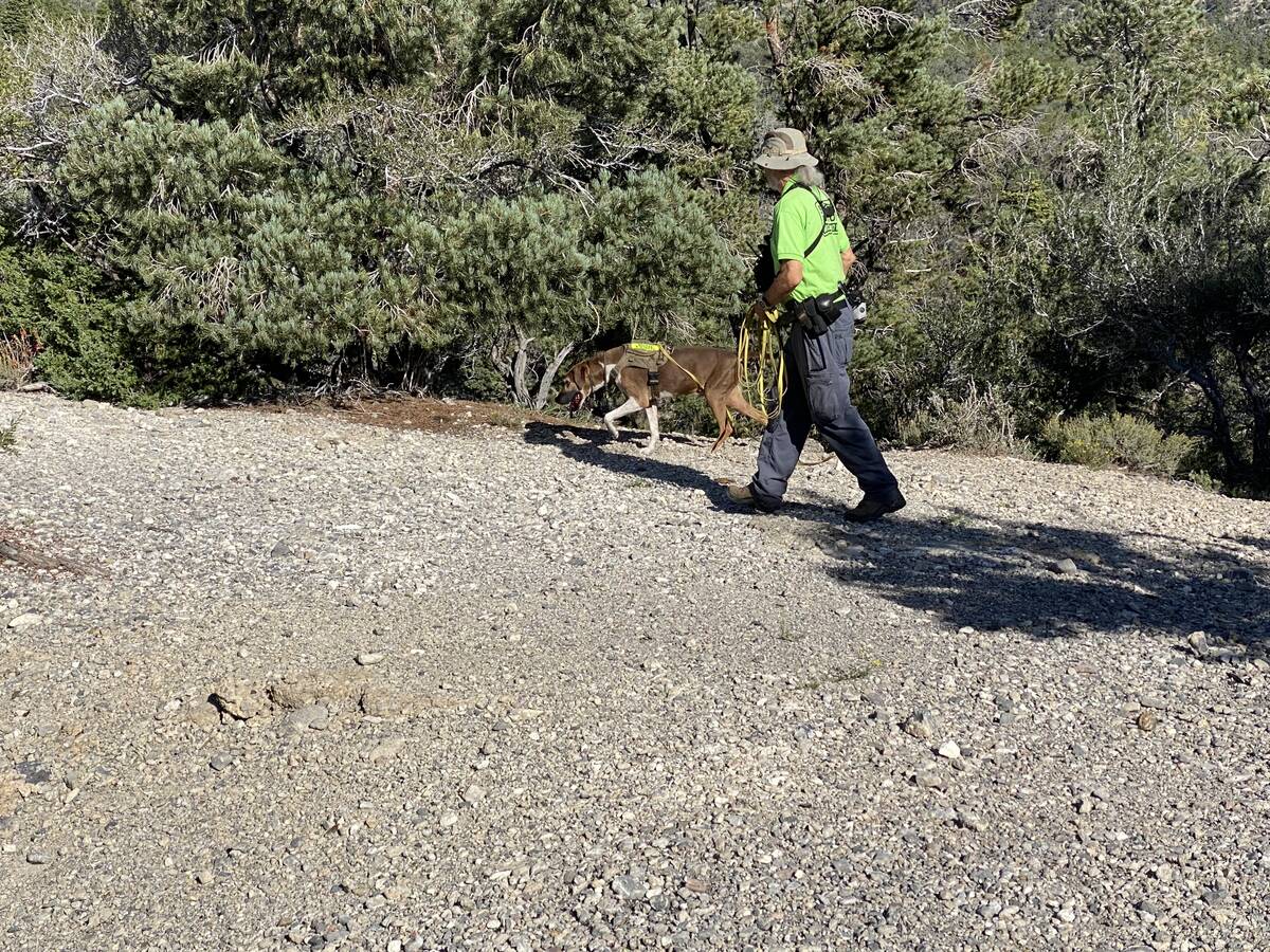 Handler William Daffer and Bowen with Search Dogs 24/7 on Mount Charleston during the search fo ...