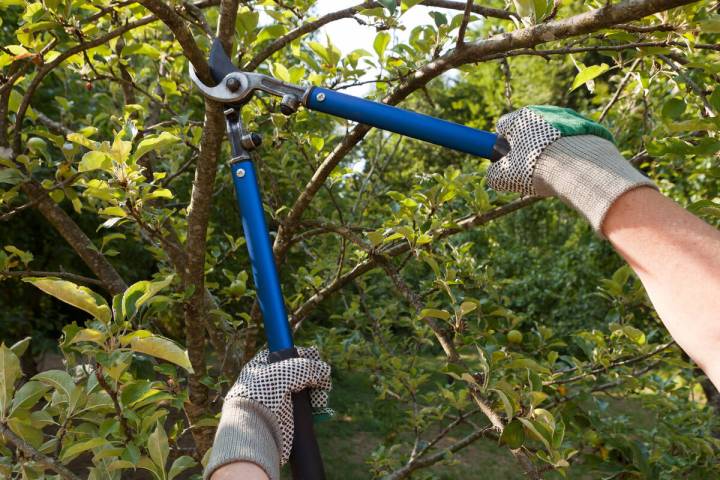 Use pruning shears for light thinning of branches. (Getty Images)