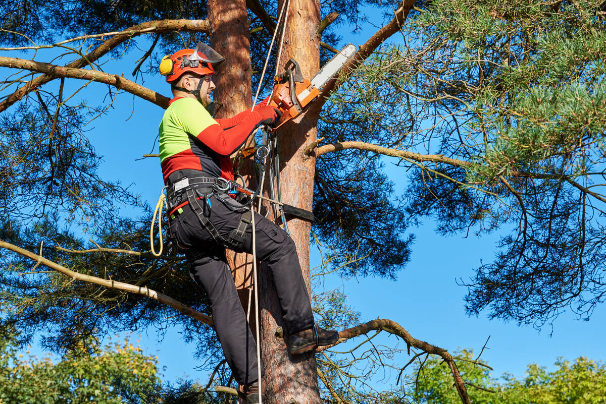 Choose an arborist when a large tree needs pruning. (Getty Images)