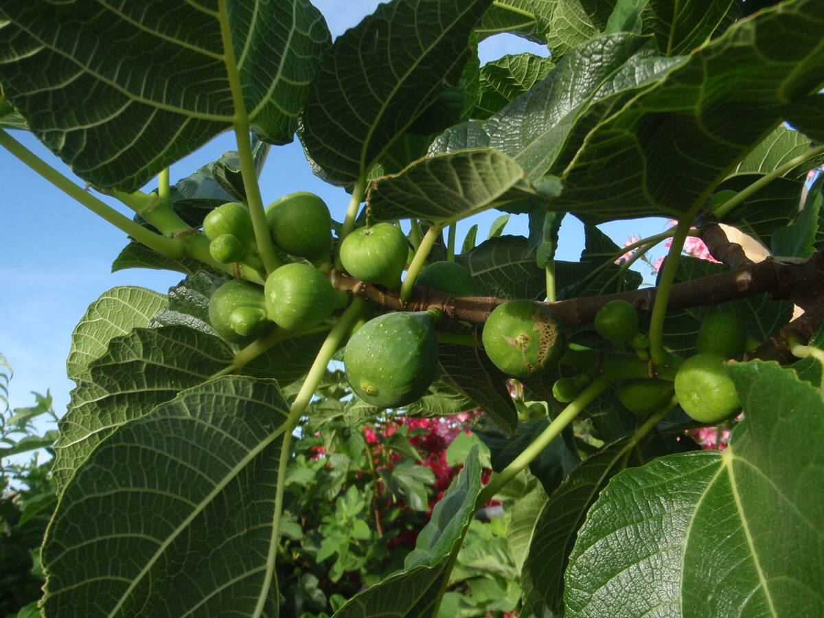 This fig tree shows the main crop (late) and the briba (early) crop. (Bob Morris)