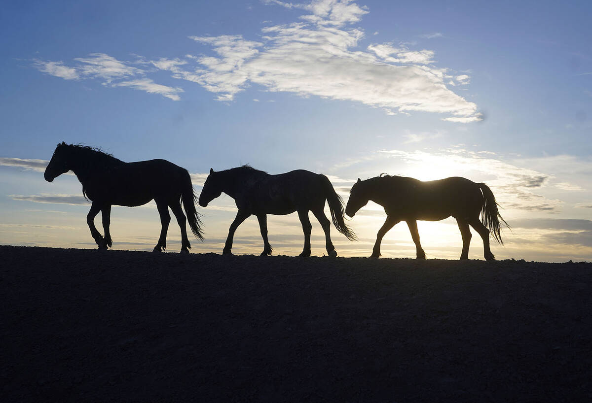 Free-ranging wild horses crosses the range Friday, May 13, 2022, as the sun sets near U.S. Army ...