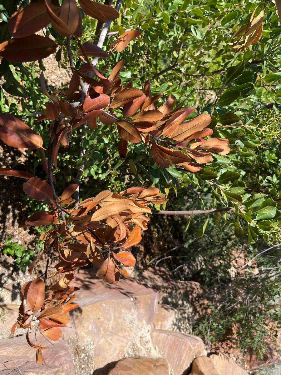 Toyon is a California native plant in the rose family and is related to photinia. Both plants a ...