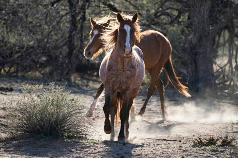 FILE - In this March 10, 2021, file photo, two Salt River wild horses kick up dust as they arri ...
