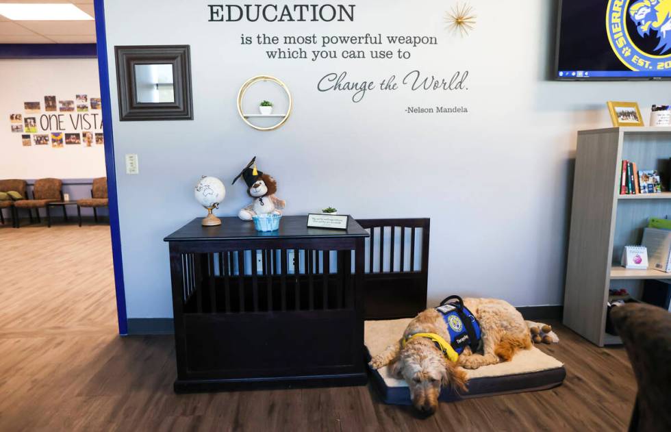 Therapy dog Dood, a Goldendoodle, rests in the office of Sierra Vista High School Principal Jes ...