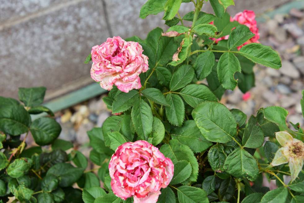 Rose watering recommendations and soil improvement are important to successful growth. (Bob Morris)