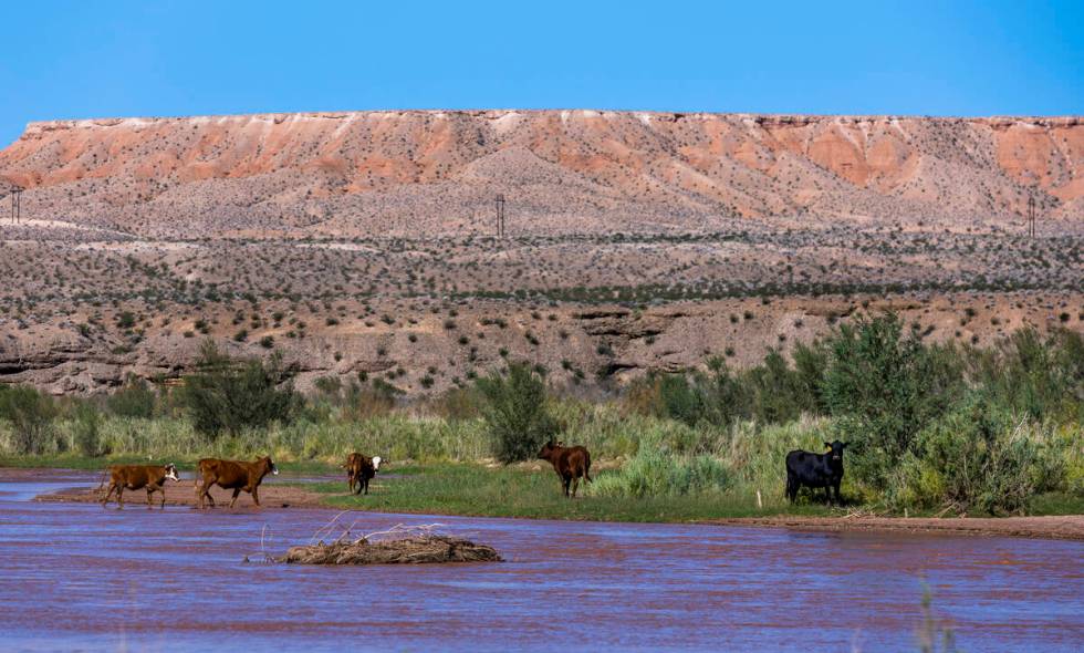 Cliven Bundy's cows graze on BLM land about the Virgin River and still refuses the pay grazing ...